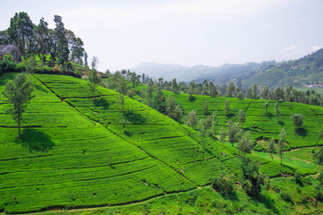 Tea leaves in tea plantation
