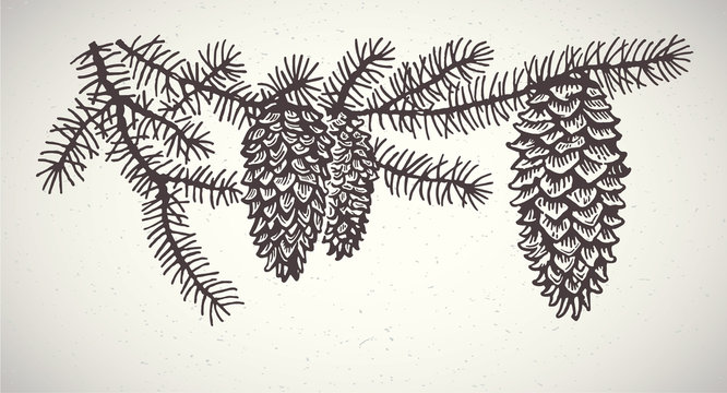 Spruce branches with cones. Graphic element.