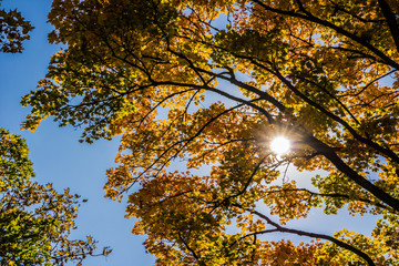 Ahornbaum im Gegenlicht