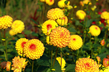 Small group of Yellow Dahlias / A small group of beautiful yellow Dahlias