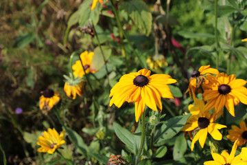 Rudbeckia Hirta - Coneflower / A beautiful image of Rudbeckia Hirta also know as a Coneflower