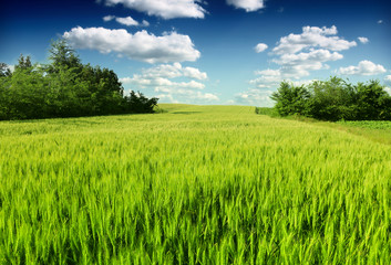 Green wheat in the field