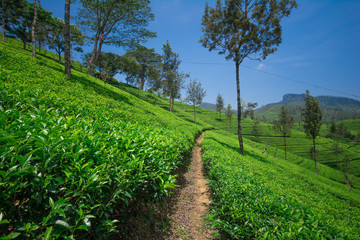 Fototapeta na wymiar Tea fields in the mountain area in Nuwara Eliya, Sri Lanka 