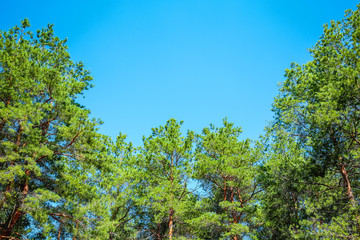 Beautiful green trees outdoors