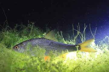 fish, roach, underwater photo
