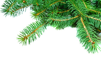 christmas evengreen pine tree branches