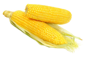 Ear of corn isolated