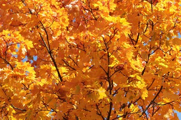 Ahornbaum im Herbst!