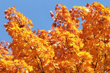 Ahornbaum im Herbst!