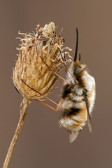 Bombylius major hangs on a dry plant