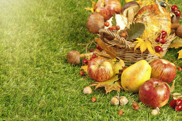 Autumn harvest in the garden. Apples and other fruits of autumn
