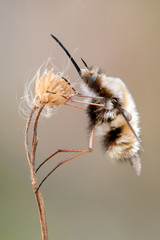 Bombylius major hangs on a dry plant
