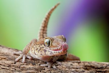 Gecko