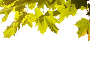 Obraz premium Maple leaves on a white background