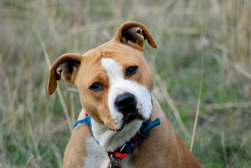 american staffordshire terrier