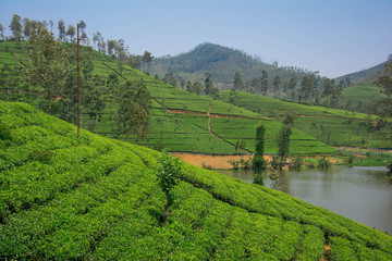 Tea fields in the mountain area in Nuwara Eliya, Sri Lanka
