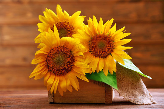 Beautiful bright sunflowers in crate on wooden background