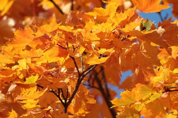 Ahornblätter in gelb,Herbst!