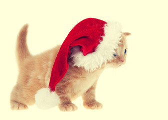 Little kitten wearing santa hat