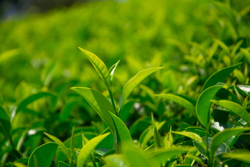 Tea fields in the mountain area in Nuwara Eliya, Sri Lanka
