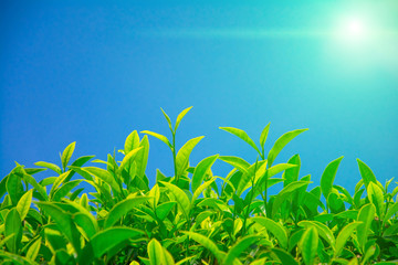 Tea fields in the mountain area in Nuwara Eliya, Sri Lanka
