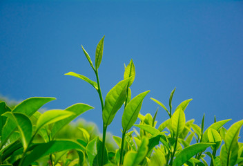 Tea fields in the mountain area in Nuwara Eliya, Sri Lanka
