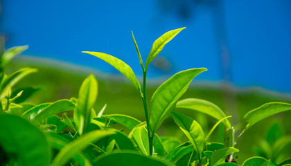 Tea fields in the mountain area in Nuwara Eliya, Sri Lanka

