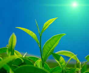 Tea leaves in tea plantation
