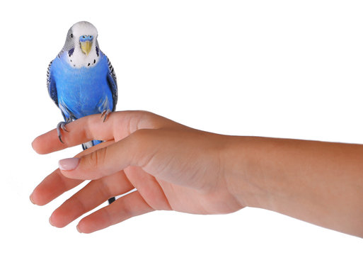 Budgerigar on hand isolated on white