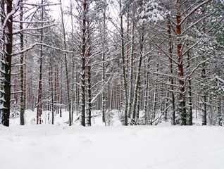 View of the forest in the winter season