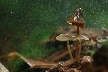 poisonous mushrooms in the forest
