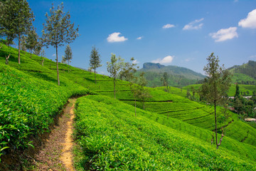 Obraz premium Tea fields in the mountain area in Nuwara Eliya, Sri Lanka 