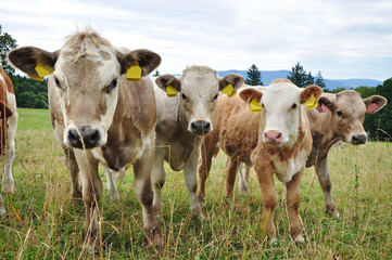 Fototapeta na wymiar cows pasturing