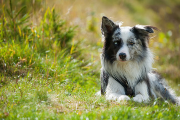 Border Collie im Gras