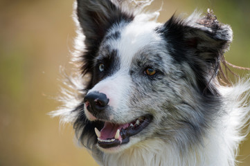 Border Collie