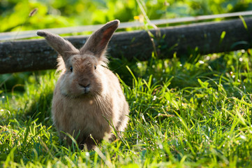 Zwergkaninchen