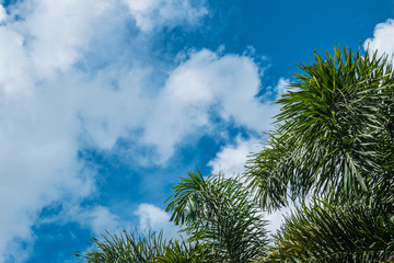 Green palm tree with cloudy sky in afternoon background