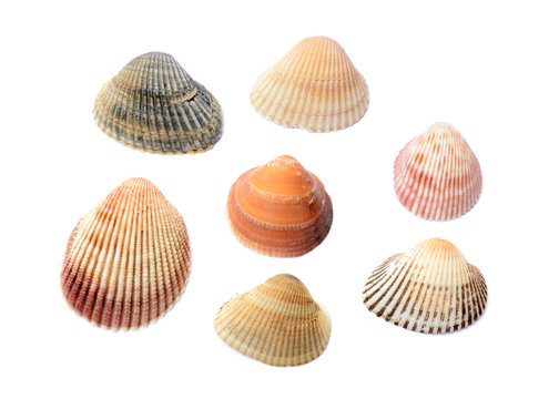 seven shells