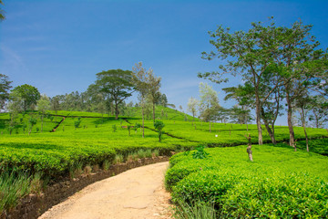 Tea fields in the mountain area in Nuwara Eliya, Sri Lanka
