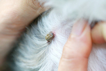 Big Tick on a dog in clearing.