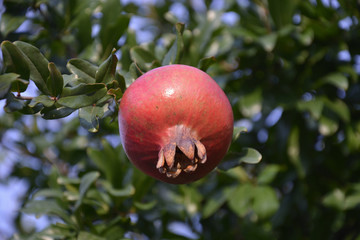 Fruit of the Pomegranate Tree