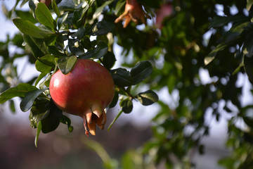 Fruit of the Pomegranate Tree