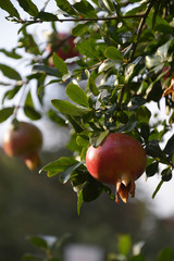 Fruit of the Pomegranate Tree