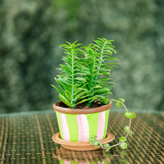 green plant pots decoration on wooden table