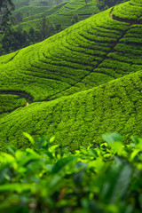 Tea fields in the mountain area in Nuwara Eliya, Sri Lanka
