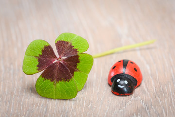 Klee und Marienkäfer
