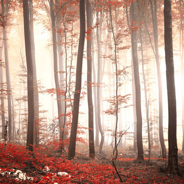 Fototapeta Lovely red colored autumn season beech tree leaf forest at foggy day. Seasonal red colored woodland. Picture was taken in south east Slovenia, Europe.