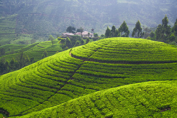 Tea fields in the mountain area in Nuwara Eliya, Sri Lanka
