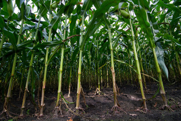 View in a Maize field: earth, roots and stems