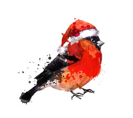 Watercolor winter bird - bullfinch, watercolor hand painted